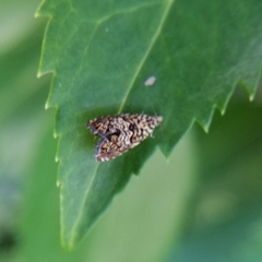 Dichrorampha leopardana