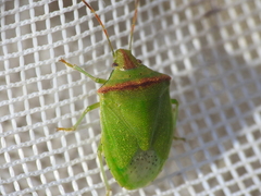 Thyanta custator accerra