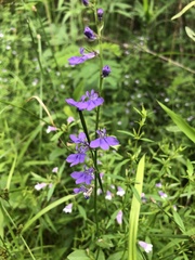 Lobelia gattingeri