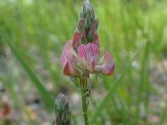 Onobrychis saxatilis
