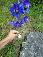 Delphinium treleasei