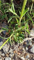 Silene longicilia
