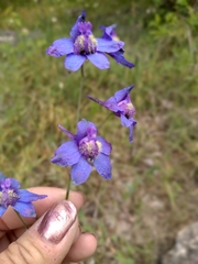 Delphinium treleasei