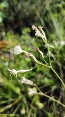 Silene longicilia