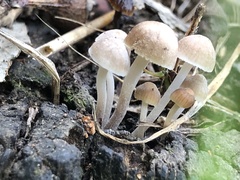 Mycena subgalericulata