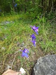 Delphinium treleasei