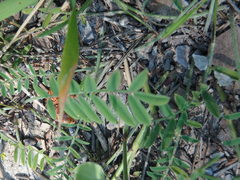 Onobrychis saxatilis