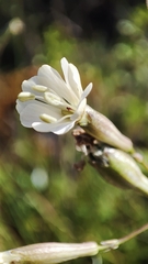 Silene longicilia