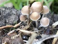 Mycena subgalericulata