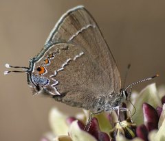 Satyrium polingi