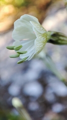 Silene longicilia