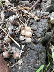 Mycena subgalericulata