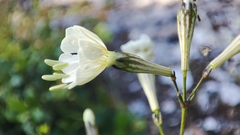 Silene longicilia