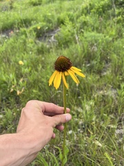 Echinacea paradoxa
