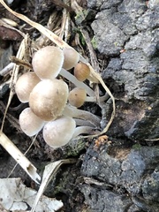 Mycena subgalericulata
