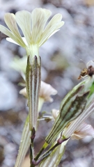 Silene longicilia