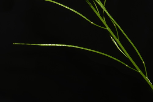 Image of Arabis georgiana by (c) Brian Finzel, some rights reserved (CC BY-SA)