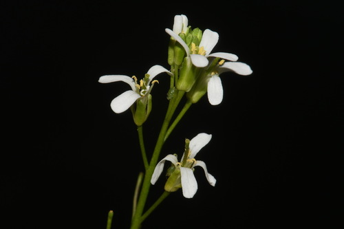 Image of Arabis georgiana by (c) Brian Finzel, some rights reserved (CC BY-SA)