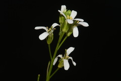 Arabis georgiana