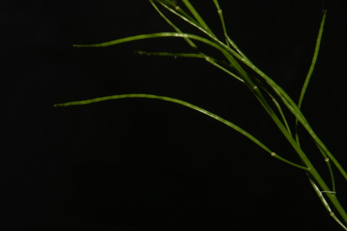 Image of Arabis georgiana by (c) Brian Finzel, some rights reserved (CC BY-SA)