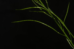 Arabis georgiana