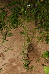 Arabis georgiana