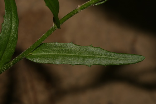 Image of Arabis georgiana by (c) Brian Finzel, some rights reserved (CC BY-SA)