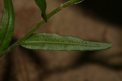 Arabis georgiana