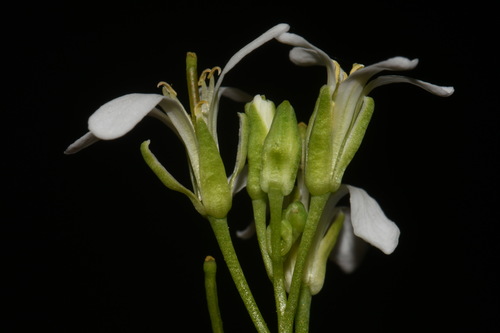 Image of Arabis georgiana by (c) Brian Finzel, some rights reserved (CC BY-SA)