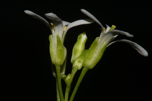 Image of Arabis georgiana by (c) Brian Finzel, some rights reserved (CC BY-SA)
