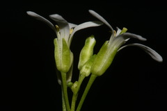 Arabis georgiana
