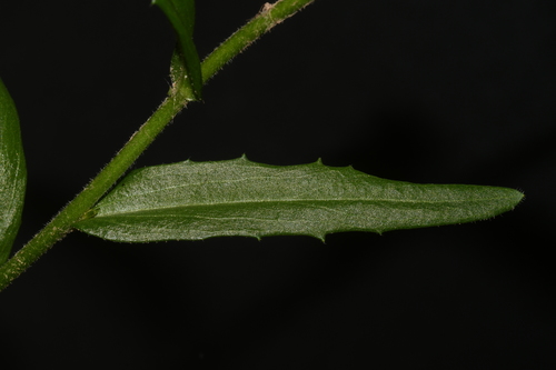 Image of Arabis georgiana by (c) Brian Finzel, some rights reserved (CC BY-SA)