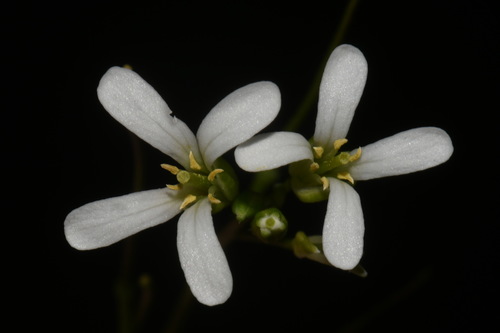 Image of Arabis georgiana by (c) Brian Finzel, some rights reserved (CC BY-SA)