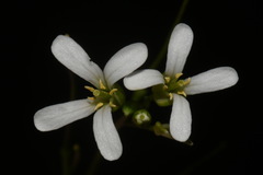 Arabis georgiana