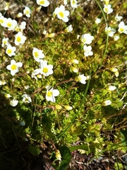 Cherleria arctica