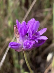 Dichelostemma congestum