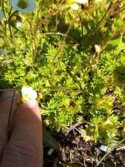 Cherleria arctica