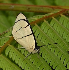 Perisama oppelii erebina