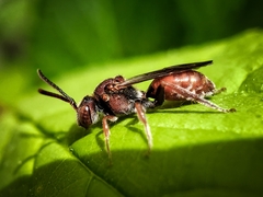 Nomada erigeronis