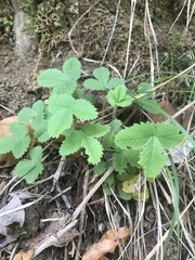Potentilla micrantha
