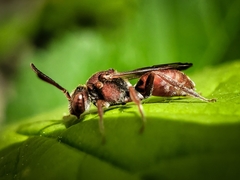 Nomada erigeronis