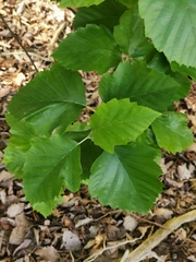 Karpatiosorbus latifolia