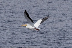 Pelecanus erythrorhynchos