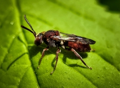 Nomada erigeronis