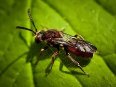 Nomada erigeronis