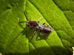 Nomada erigeronis
