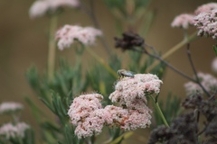 Bembix americana comata