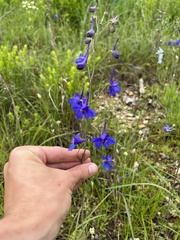 Delphinium treleasei