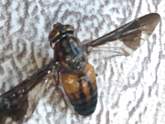 Chrysops moechus