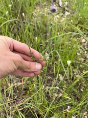 Delphinium treleasei